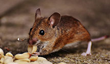 24 Hour & Emergency Exterminators in Clarksburg, WV